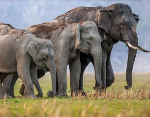 valmiki elephants