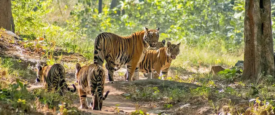 fauna in valmiki