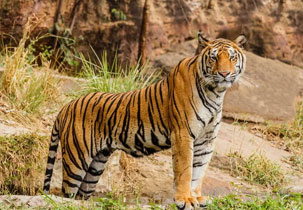 valmiki tiger