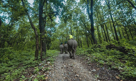 valmiki elephants