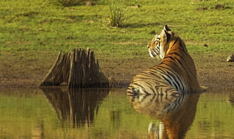 tiger in valmiki