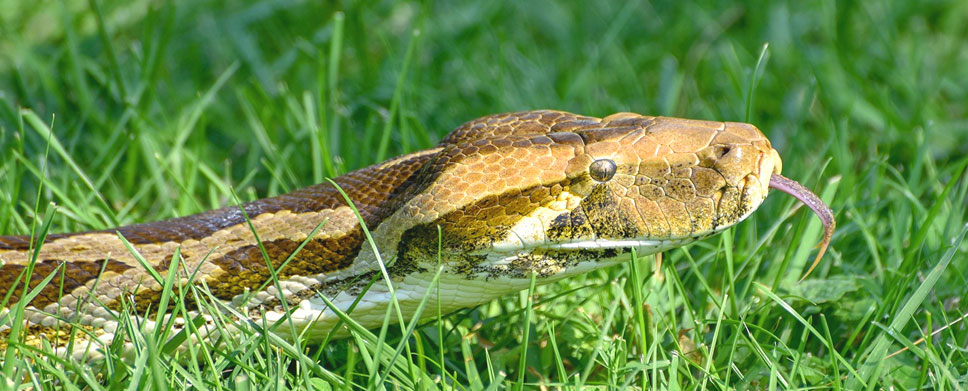 valmiki python