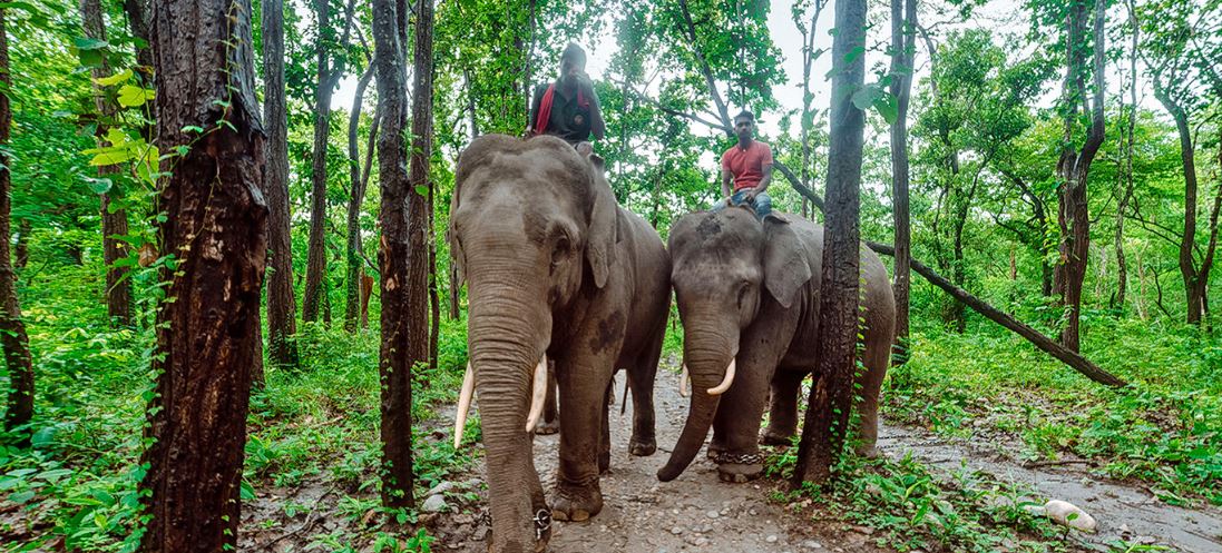 valmiki elephants