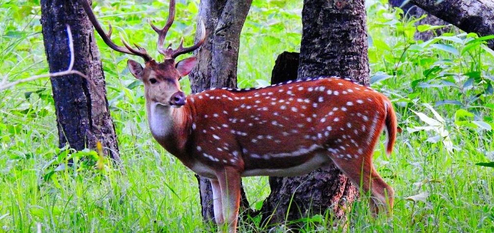 valmiki wildlife