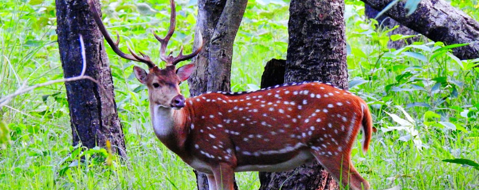 valmiki tiger reserve in bihar