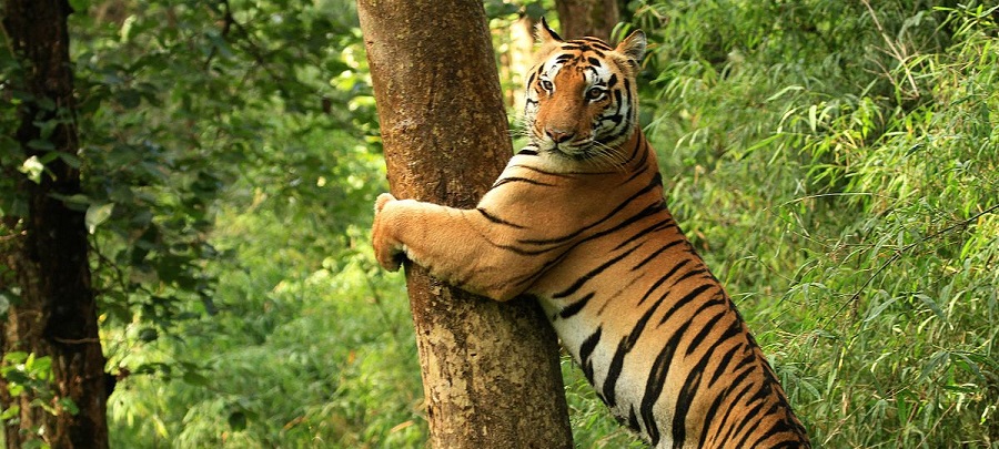 Valmiki Tiger Reserve: A Sanctuary of Wildlife Heritage