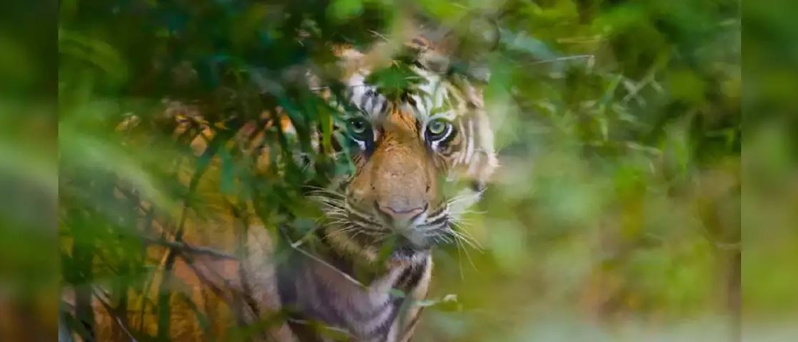 Valmiki National Park: The Tiger Kingdom in Bihar